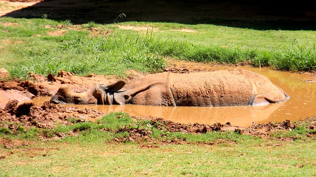 Rhinoceros wallowing in mud